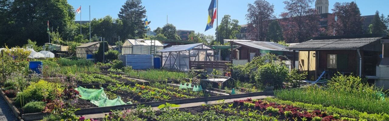 Familiengarten Blumenwiese